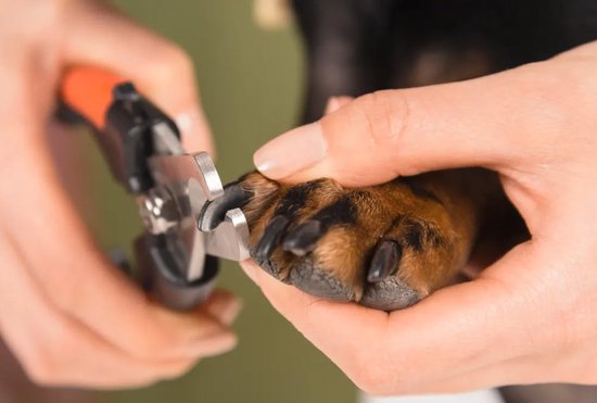 Nagelknipper Hond Kat - Met Veiligheidsstop Rood Zwart