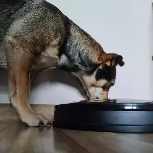 Automatische Voerbak Voor Katten &amp; Honden